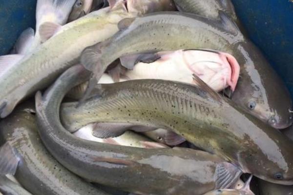 养一斤叉尾鱼要多少饲料，附养殖技术