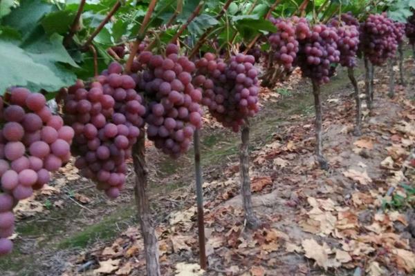 红提葡萄种植技术与管理，附病害防治方法