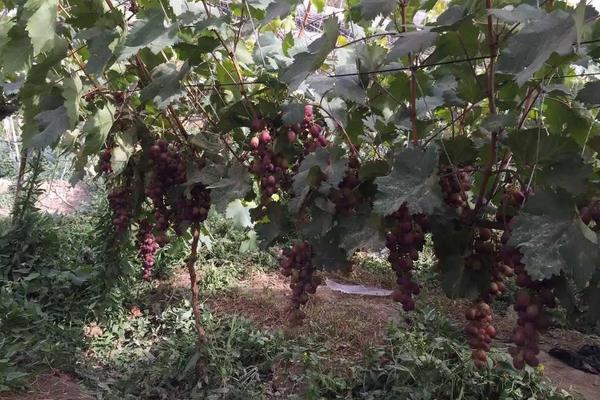红提葡萄种植技术与管理，附病害防治方法