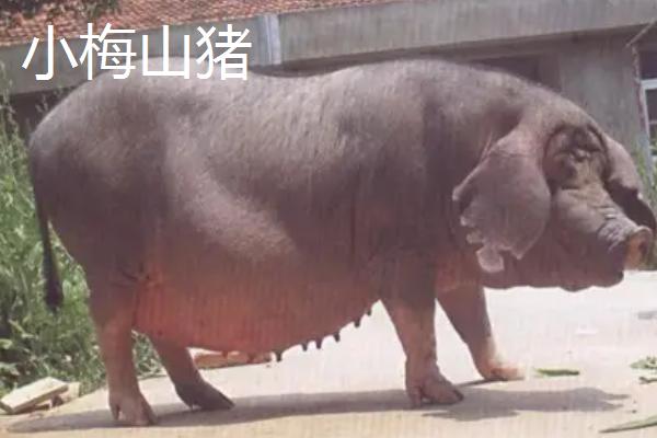 山猪是否属保护动物，小梅山和大梅山猪区别