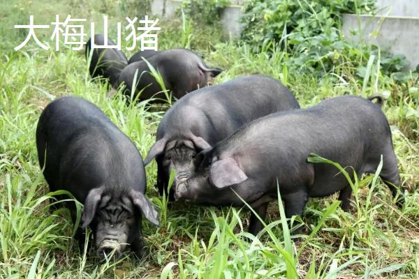 山猪是否属保护动物，小梅山和大梅山猪区别