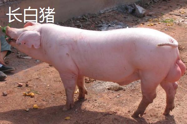 香猪和长白猪杂交后代图片
