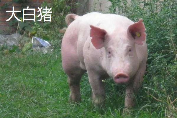 长白和大白猪耳朵区别长白猪可以做母猪吗