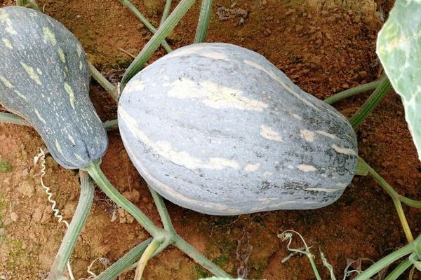 香芋南瓜种植技术和田间管理，生长周期多长