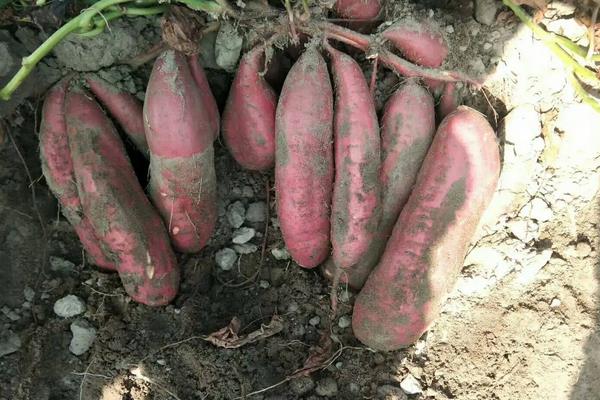 红薯用什么复合肥高产，附种植方法与时间