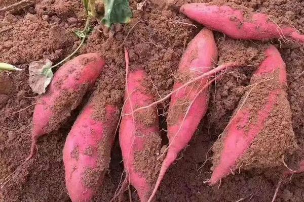 西瓜红红薯种植技术与管理，红薯的种类介绍