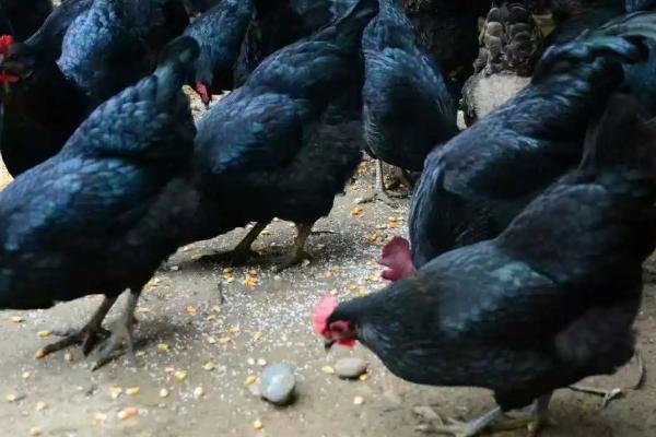 黑脚鸡是什么品种，和黄脚鸡有什么区别