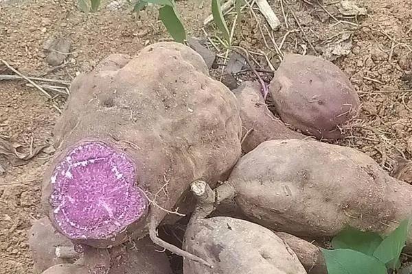 西瓜红红薯种植技术与管理，红薯的种类介绍