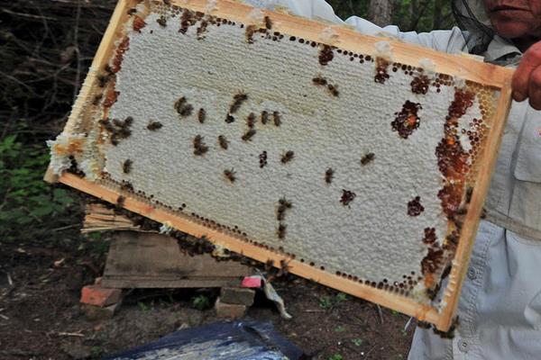 怎么分蜂如何操作，多久分蜂一次