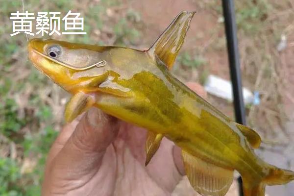 黄颡鱼跟黄古丁有何区别