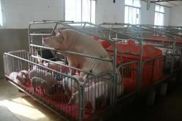 母猪产床安装步骤，母猪小挑花常见的三种定位法