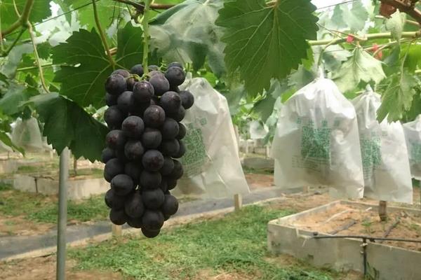 夏黑葡萄种植技术与管理，夏黑葡萄几月份成熟