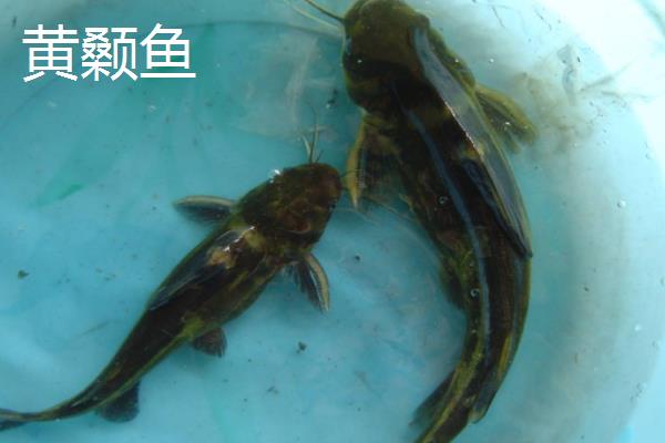黄颡鱼和汪刺鱼的区别