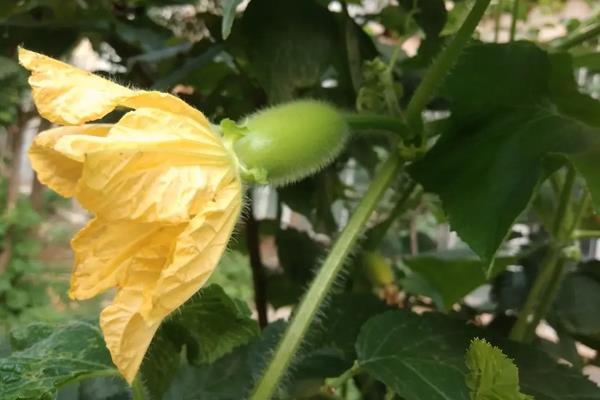南瓜的种植方法和技术，什么时候种植好
