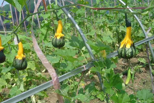 南瓜的种植方法和技术，什么时候种植好