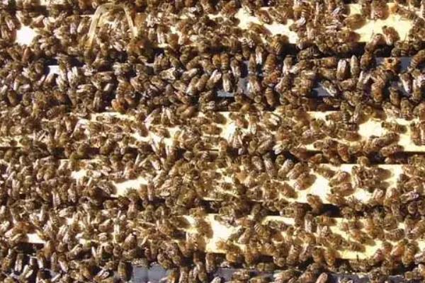 意蜂养殖技术要点，附春繁技术管理诀窍