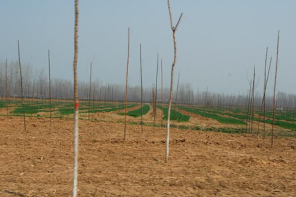 杨树种植技术要点，株距和行距是多少