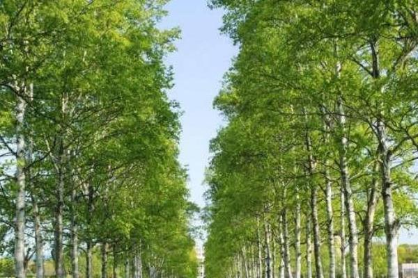 杨树种植技术要点，株距和行距是多少
