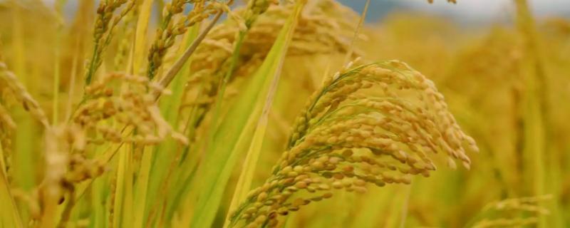 水稻成分主要是淀粉吗，水稻一年最多几季
