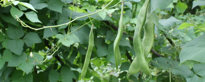九粒白芸豆种植技术