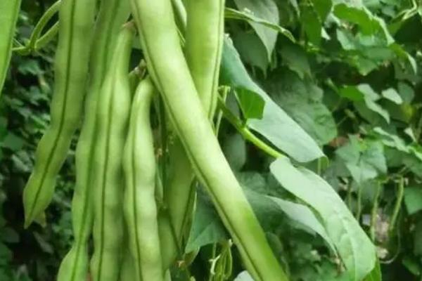 芸豆高产种植技术与管理，附叶片常见病害及防治