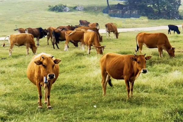 牛吃草不吃料是怎么回事，牛吃的牧草有哪些品种