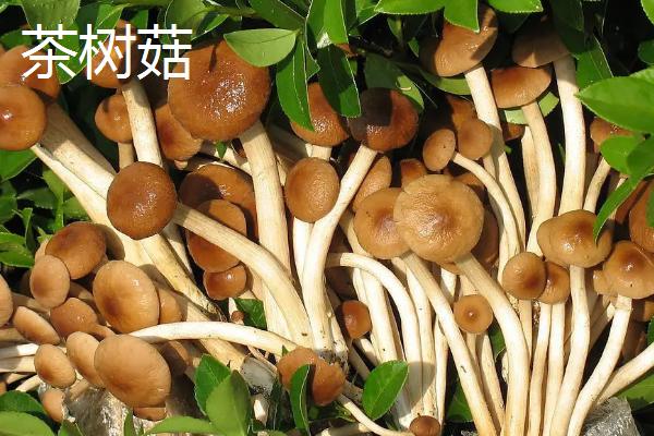茶树菇与金针菇的区别