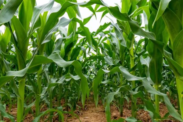 玉米育苗技术与方法，育苗多少天可以栽