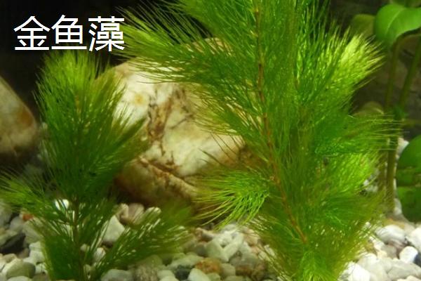 水葫芦和金鱼藻有什么相同之处和不同之处