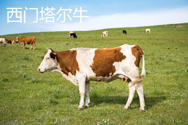 牛的养殖，海福特牛和西门塔尔有区别吗