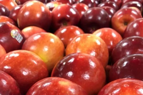 宇宙脆苹果品种介绍，和粉苹果有何区别