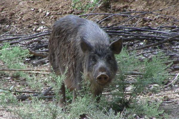 野猪喜欢吃什么东西，疣猪和野猪的区别