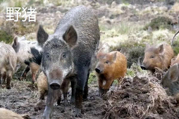 野猪喜欢吃什么东西，疣猪和野猪的区别