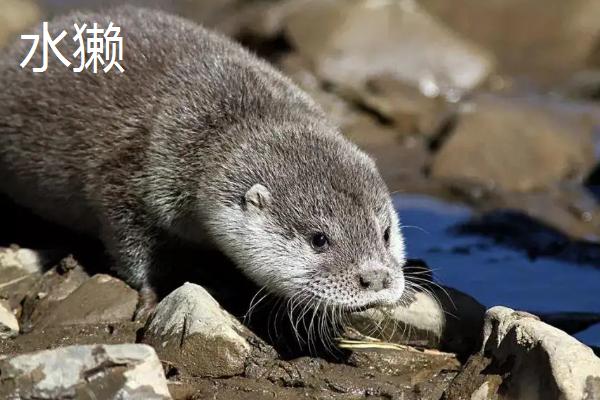 水貂和水獭有什么区别，中国有野生水貂吗