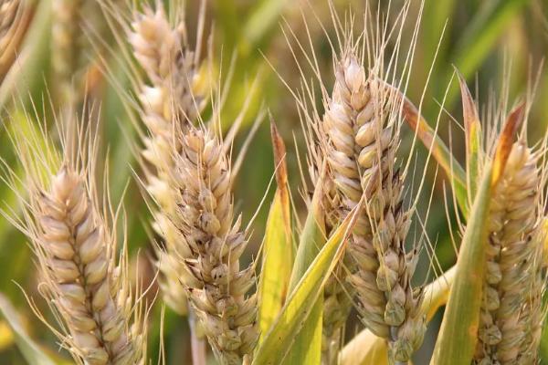 春小麦和冬小麦区别，春小麦什么时候播种什么时候收获