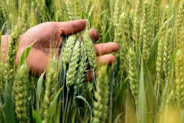 春小麦和冬小麦区别，春小麦什么时候播种什么时候收获