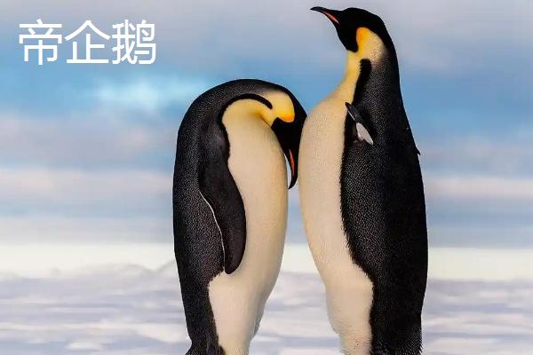 帝企鹅一生有多少配偶，和王企鹅有什么区别
