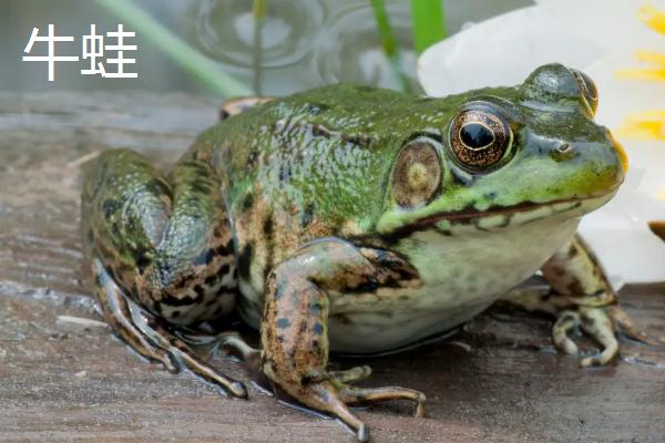 泰蛙养殖关键技术，与牛蛙有什么区别