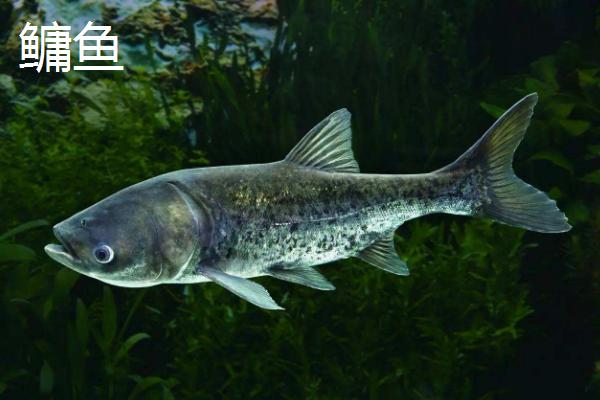 鲢鱼和鳙鱼的区别，鲢鱼养殖深度多少适合
