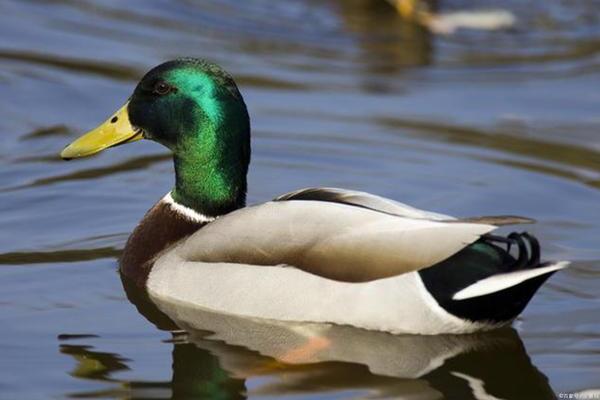 绿头鸭是几级保护动物，公母鸭如何区分
