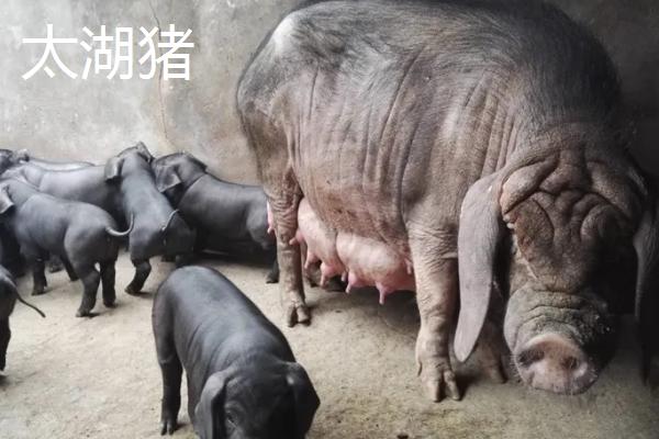 梅山猪和太湖猪区别，几个月能配种