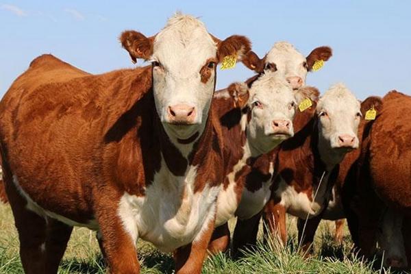 海福特牛繁殖特点，和西门塔尔有什么区别