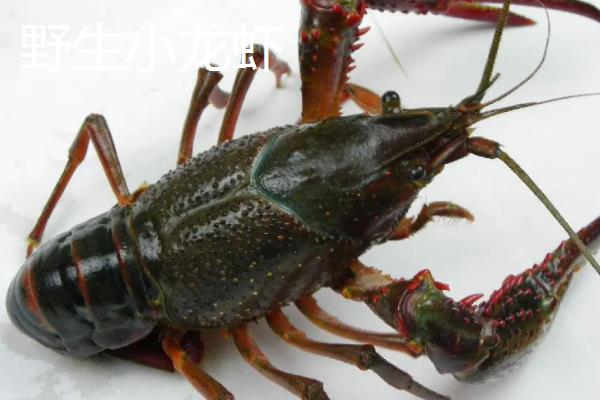 野生小龙虾和养殖小龙虾的区别