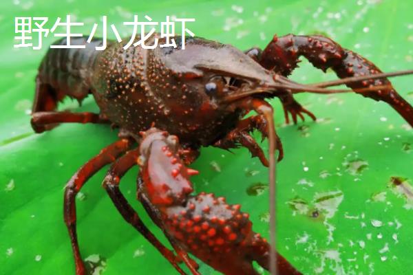 野生小龙虾和养殖小龙虾的区别