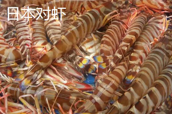 九节虾和花虾的区别