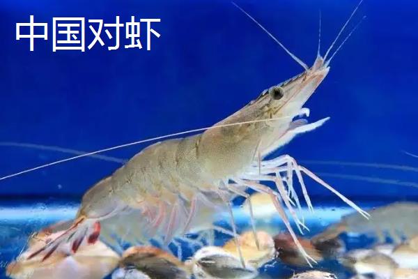 其中中国对虾的第一触角上触鞭长度约为头胸甲的11/3倍,下触鞭长度约