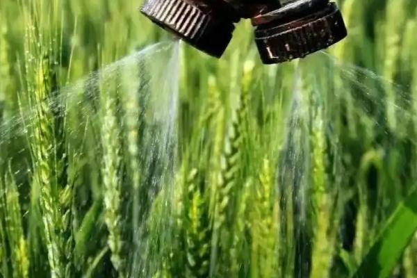 低温打除草剂对小麦有何影响，打除草剂多久下雨不影响效果