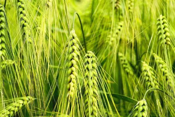 关中地区冬小麦最佳播种时期，小麦怎么种