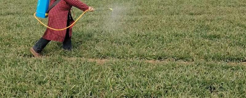 低温打除草剂对小麦有何影响，打除草剂多久下雨不影响效果