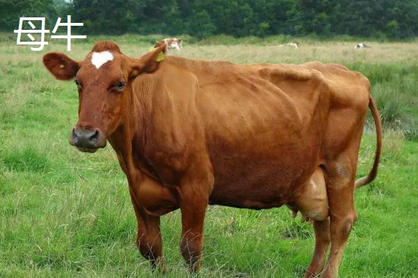 公牛和母牛怎么区分图片